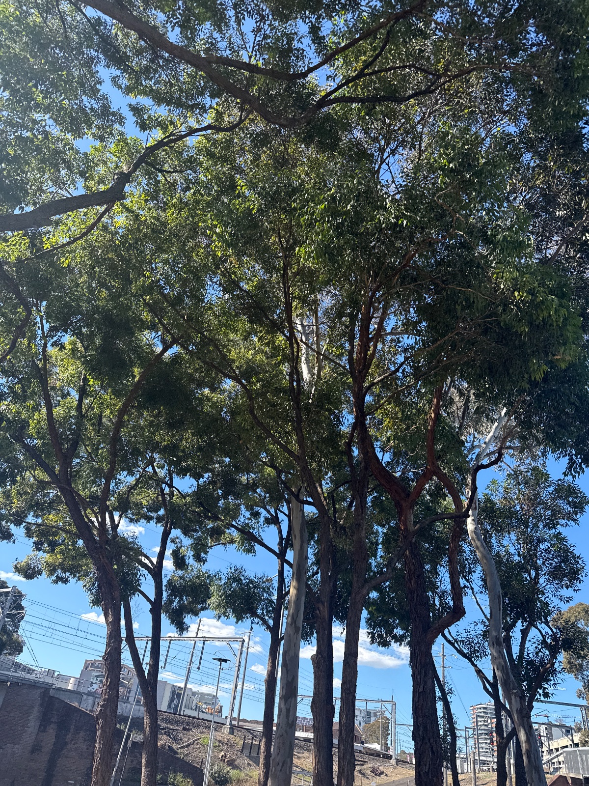 sydney
